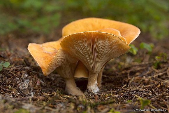 Paddenstoelen, Bart Fotografie-0483