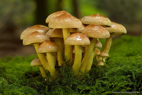 Paddenstoelen, Bart Fotografie-0484