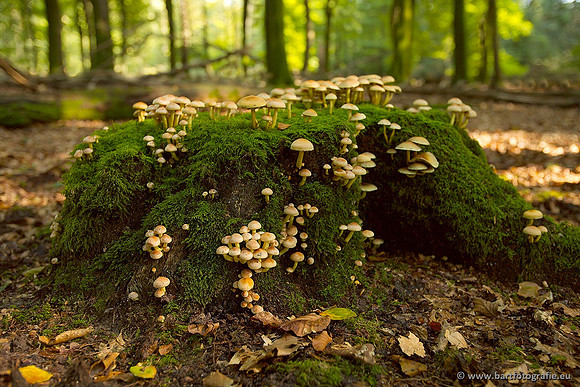 Paddenstoelen, Bart Fotografie-0485