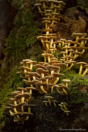 Paddenstoelen, Bart Fotografie-0486