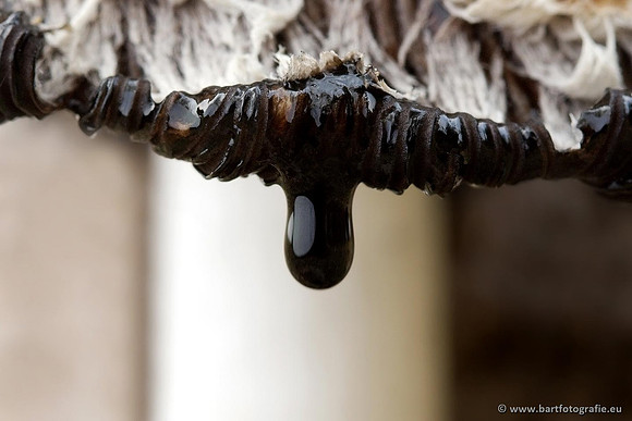 Paddenstoelen, Bart Fotografie-0487