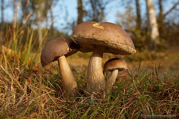 Paddenstoelen, Bart Fotografie-0489