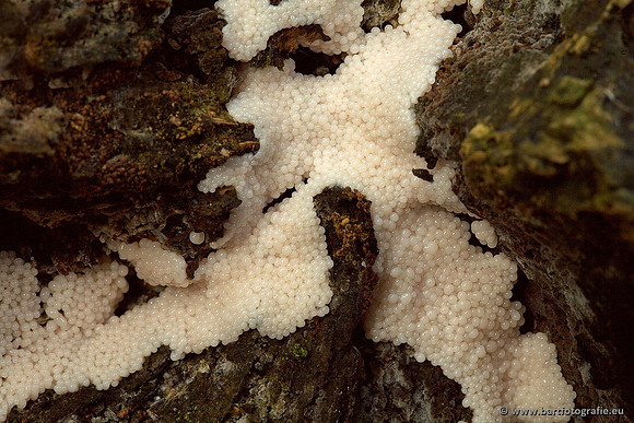 Paddenstoelen, Bart Fotografie-0490