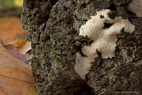 Paddenstoelen, Bart Fotografie-0491