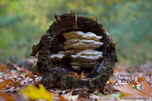 Paddenstoelen, Bart Fotografie-0492