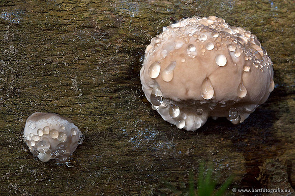 Paddenstoelen, Bart Fotografie-0493