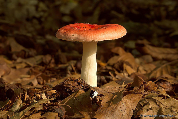 Paddenstoelen, Bart Fotografie-0495