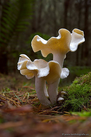 Paddenstoelen, Bart Fotografie-0496