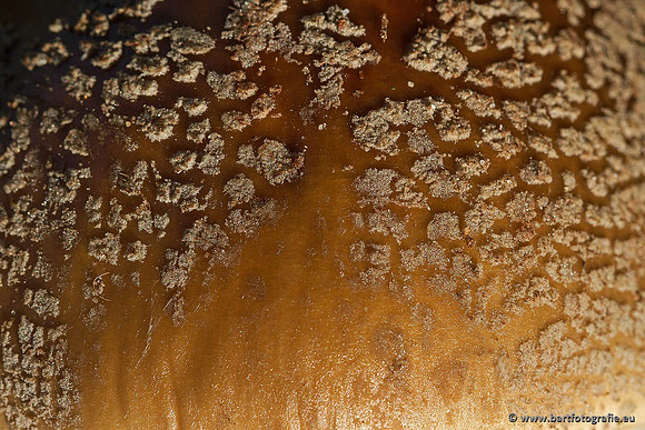 Paddenstoelen, Bart Fotografie-0497