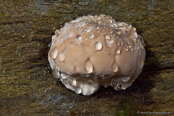 Paddenstoelen, Bart Fotografie-0494