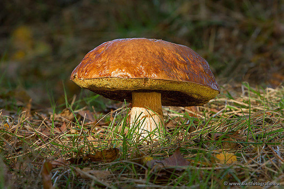 Paddenstoelen, Bart Fotografie-0499