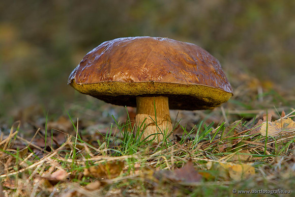 Paddenstoelen, Bart Fotografie-0500