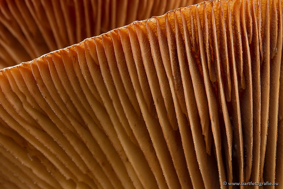 Paddenstoelen, Bart Fotografie-0501