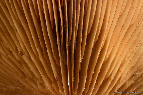 Paddenstoelen, Bart Fotografie-0502