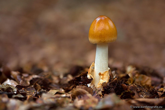 Paddenstoelen, Bart Fotografie-0503