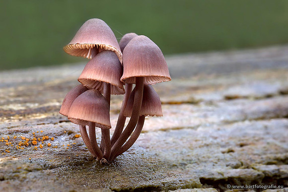 Paddenstoelen, Bart Fotografie-0504