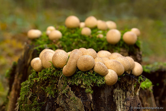 Paddenstoelen, Bart Fotografie-0505