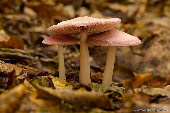 Paddenstoelen, Bart Fotografie-0506