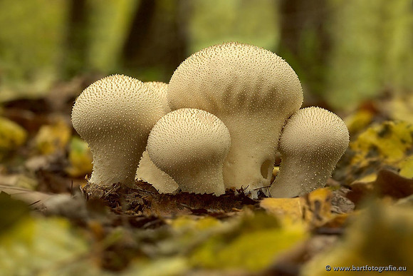 Paddenstoelen, Bart Fotografie-0507