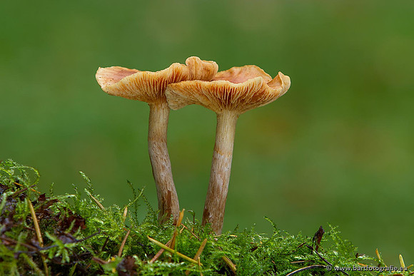 Paddenstoelen, Bart Fotografie-0508