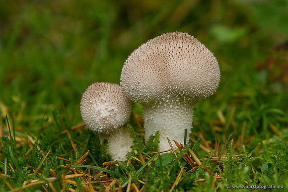 Paddenstoelen, Bart Fotografie-0509