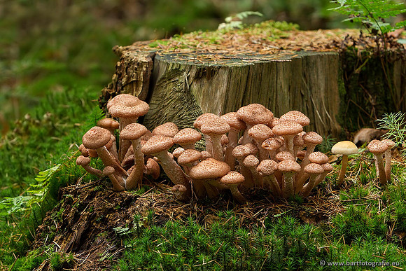Paddenstoelen, Bart Fotografie-0510