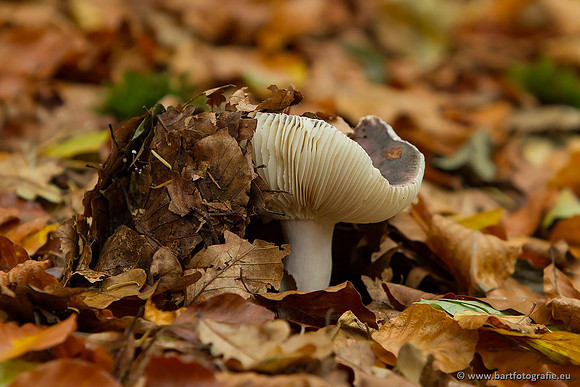 Paddenstoelen, Bart Fotografie-0511