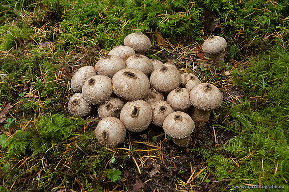Paddenstoelen, Bart Fotografie-0512