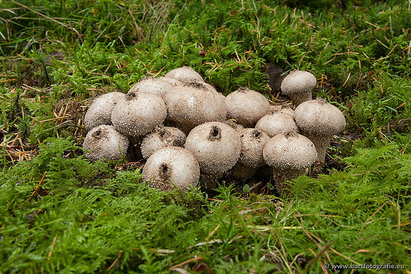 Paddenstoelen, Bart Fotografie-0513