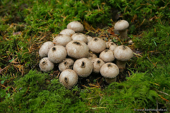 Paddenstoelen, Bart Fotografie-0514