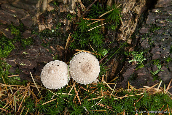 Paddenstoelen, Bart Fotografie-0515