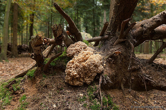 Paddenstoelen, Bart Fotografie-0516