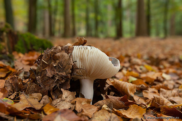Paddenstoelen, Bart Fotografie-0517