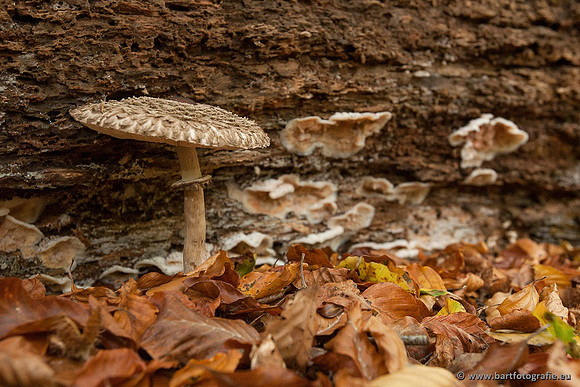 Paddenstoelen, Bart Fotografie-0518