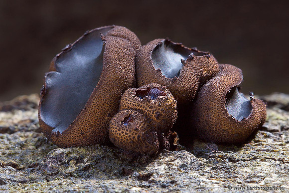 Paddenstoelen, Bart Fotografie-0519