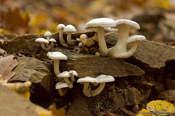 Paddenstoelen, Bart Fotografie-0520