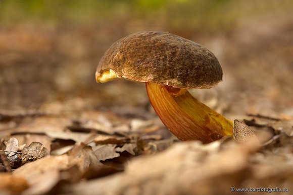 Paddenstoelen, Bart Fotografie-0521
