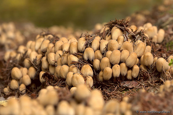 Paddenstoelen, Bart Fotografie-0524