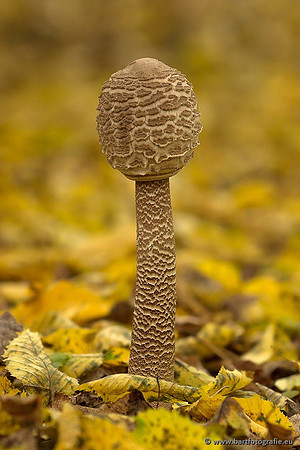 Paddenstoelen, Bart Fotografie-0526