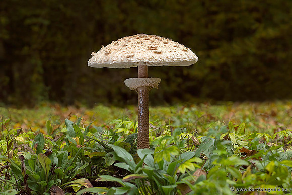 Paddenstoelen, Bart Fotografie-0525