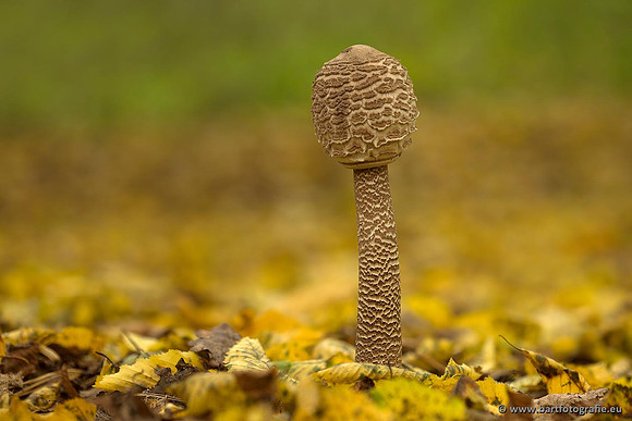 Paddenstoelen, Bart Fotografie-0527