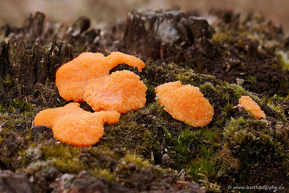 Paddenstoelen, Bart Fotografie-0528