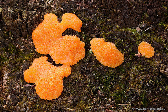 Paddenstoelen, Bart Fotografie-0529