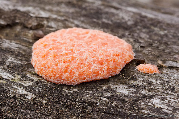 Paddenstoelen, Bart Fotografie-0530