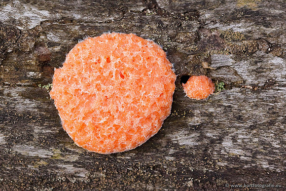 Paddenstoelen, Bart Fotografie-0531