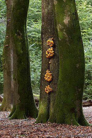 Paddenstoelen, Bart Fotografie-0532