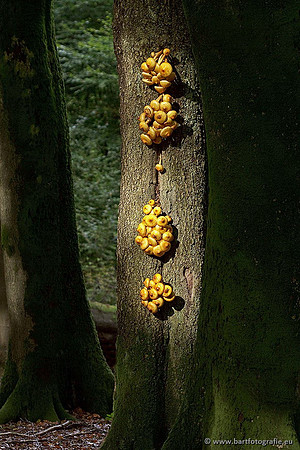 Paddenstoelen, Bart Fotografie-0533