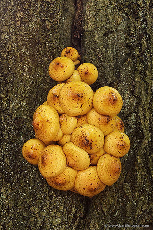 Paddenstoelen, Bart Fotografie-0534