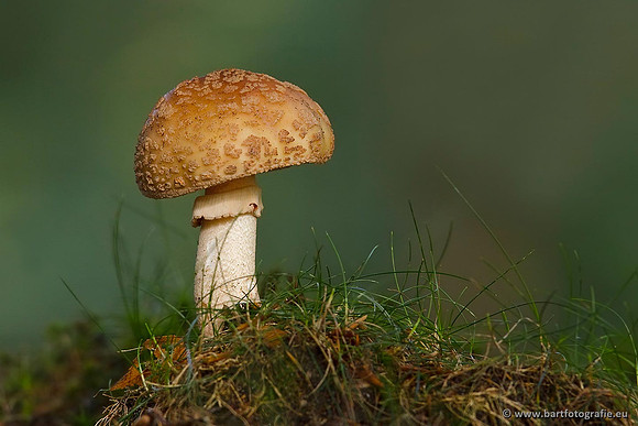Paddenstoelen, Bart Fotografie-0535