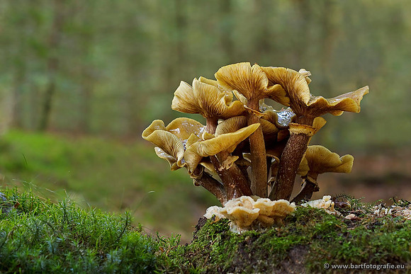 Paddenstoelen, Bart Fotografie-0536